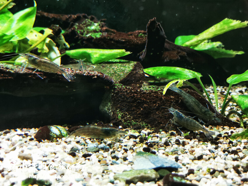 屏東。長治》農業生物科技園區觀賞水族展示廳。觀賞魚集大成