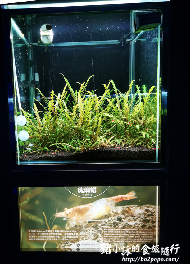 屏東。長治》農業生物科技園區觀賞水族展示廳。觀賞魚集大成