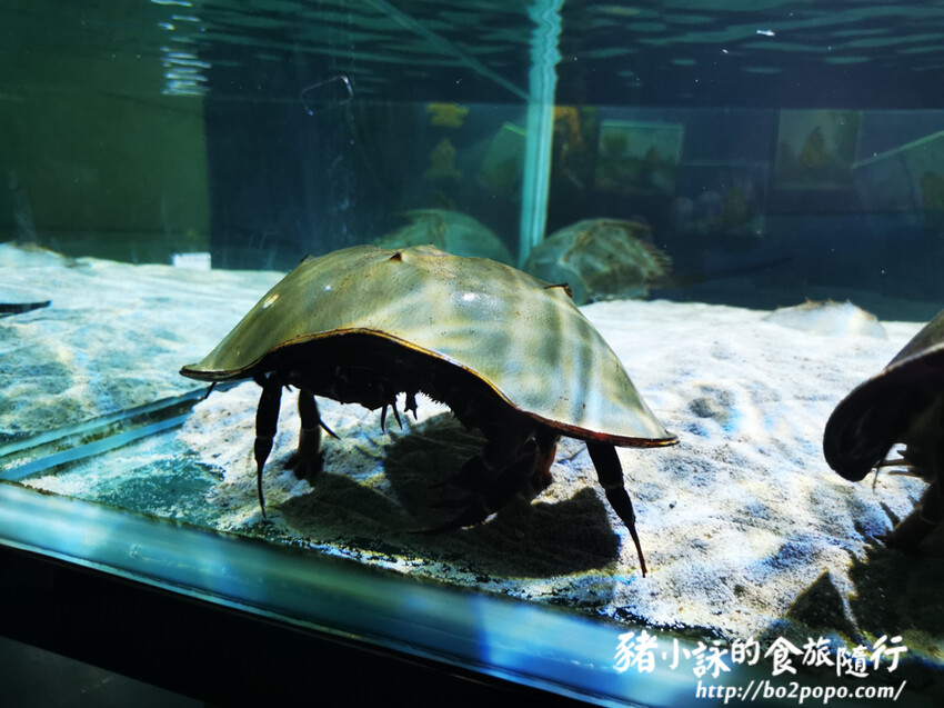 屏東。長治》農業生物科技園區觀賞水族展示廳。觀賞魚集大成