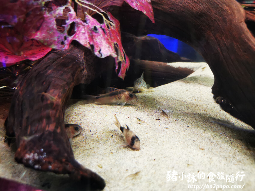 屏東。長治》農業生物科技園區觀賞水族展示廳。觀賞魚集大成