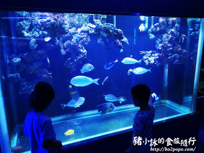 屏東。長治》農業生物科技園區觀賞水族展示廳。觀賞魚集大成