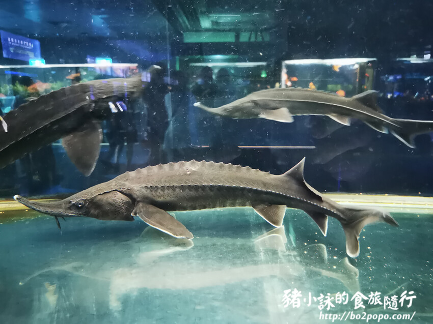 屏東。長治》農業生物科技園區觀賞水族展示廳。觀賞魚集大成