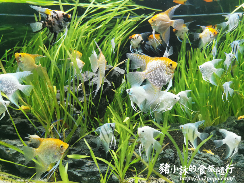 屏東。長治》農業生物科技園區觀賞水族展示廳。觀賞魚集大成
