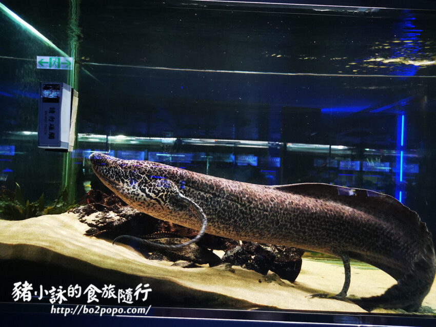 屏東。長治》農業生物科技園區觀賞水族展示廳。觀賞魚集大成