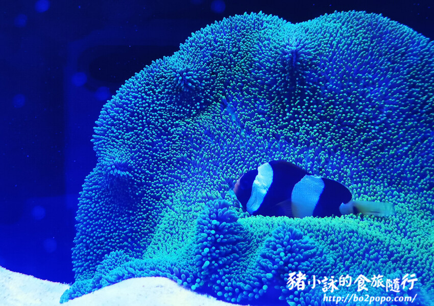 屏東。長治》農業生物科技園區觀賞水族展示廳。觀賞魚集大成