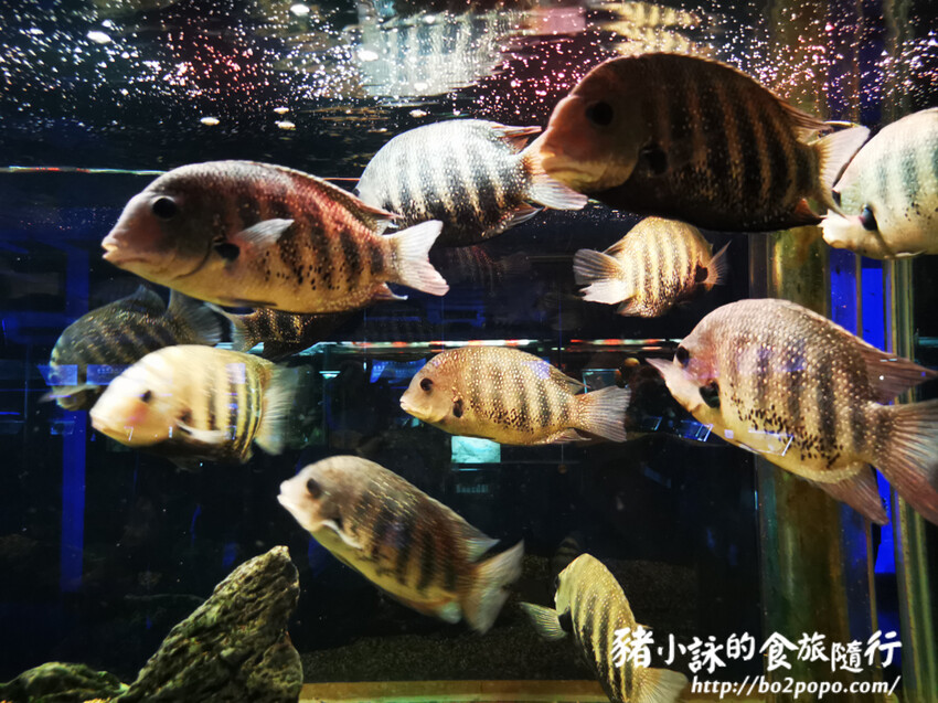 屏東。長治》農業生物科技園區觀賞水族展示廳。觀賞魚集大成