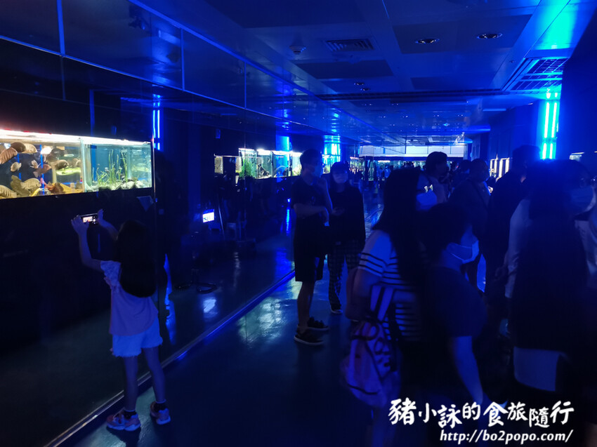 屏東。長治》農業生物科技園區觀賞水族展示廳。觀賞魚集大成