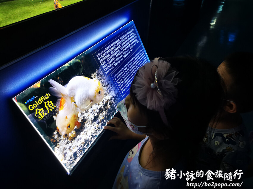 屏東。長治》農業生物科技園區觀賞水族展示廳。觀賞魚集大成