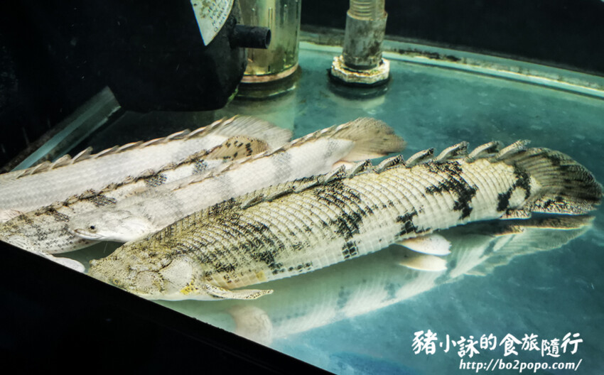 屏東。長治》農業生物科技園區觀賞水族展示廳。觀賞魚集大成