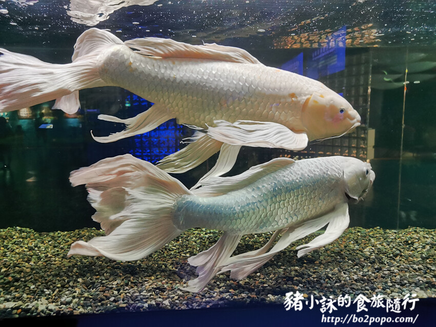 屏東。長治》農業生物科技園區觀賞水族展示廳。觀賞魚集大成