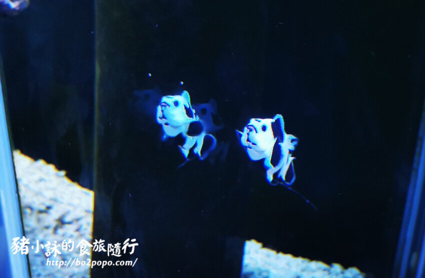 屏東。長治》農業生物科技園區觀賞水族展示廳。觀賞魚集大成
