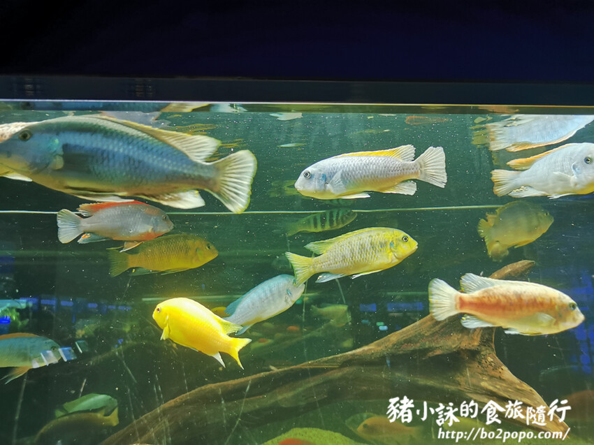屏東。長治》農業生物科技園區觀賞水族展示廳。觀賞魚集大成