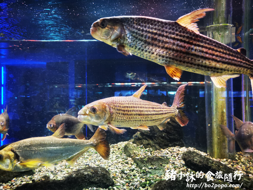屏東。長治》農業生物科技園區觀賞水族展示廳。觀賞魚集大成