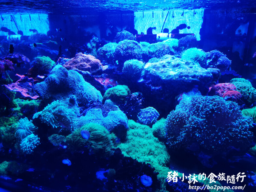 屏東。長治》農業生物科技園區觀賞水族展示廳。觀賞魚集大成