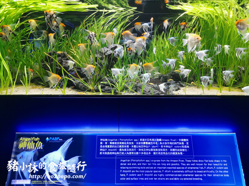 屏東。長治》農業生物科技園區觀賞水族展示廳。觀賞魚集大成