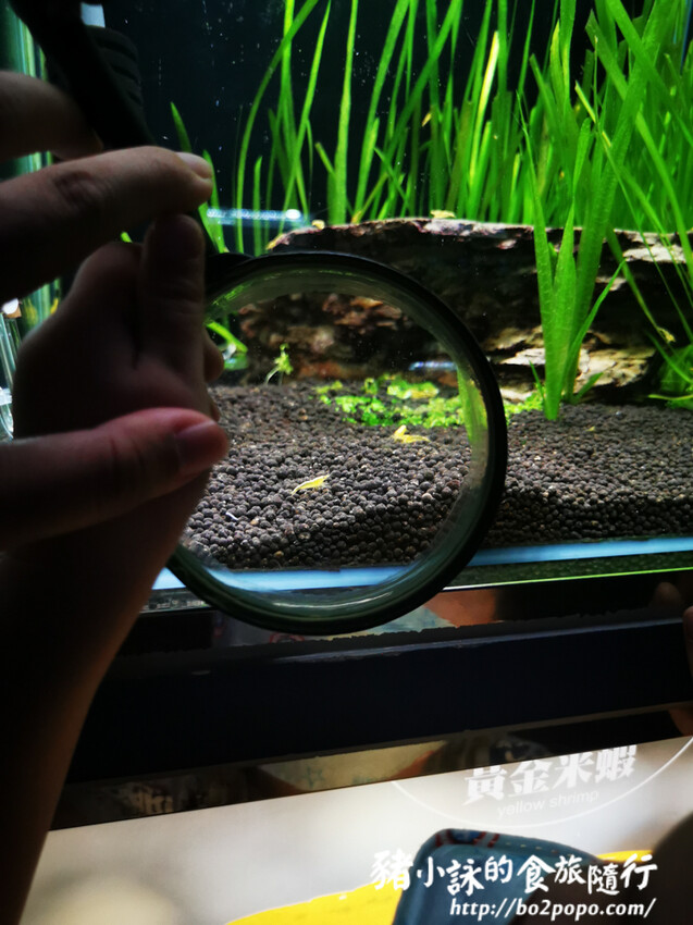 屏東。長治》農業生物科技園區觀賞水族展示廳。觀賞魚集大成