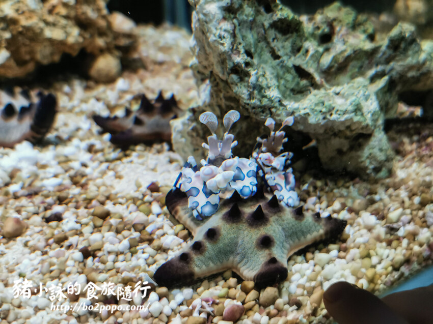 屏東。長治》農業生物科技園區觀賞水族展示廳。觀賞魚集大成