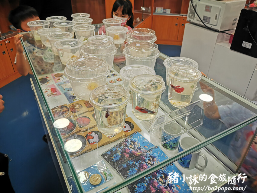 屏東。長治》農業生物科技園區觀賞水族展示廳。觀賞魚集大成