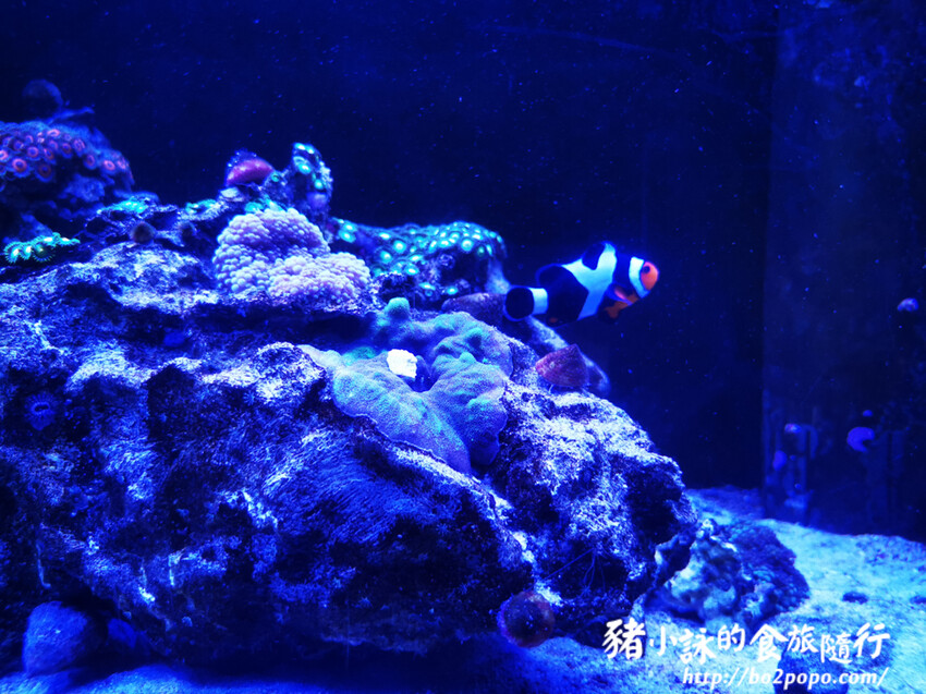 屏東。長治》農業生物科技園區觀賞水族展示廳。觀賞魚集大成