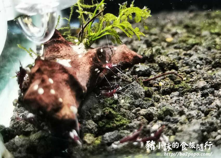 屏東。長治》農業生物科技園區觀賞水族展示廳。觀賞魚集大成