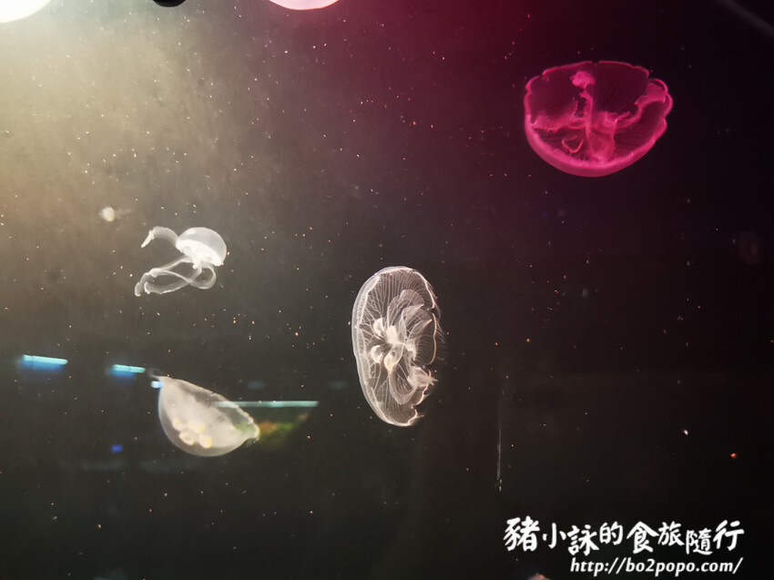 屏東。長治》農業生物科技園區觀賞水族展示廳。觀賞魚集大成