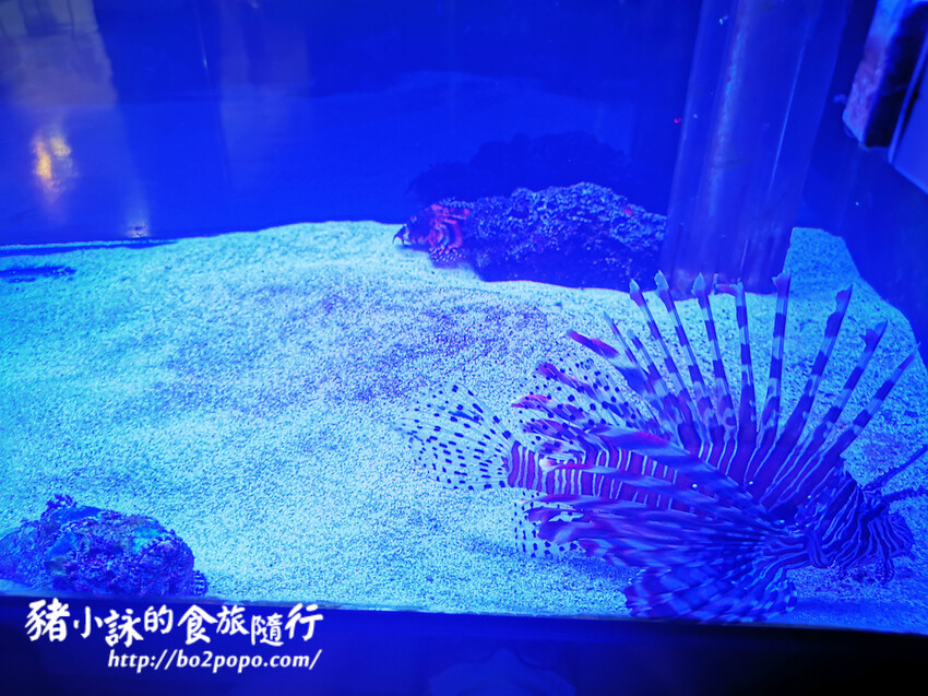 屏東。長治》農業生物科技園區觀賞水族展示廳。觀賞魚集大成
