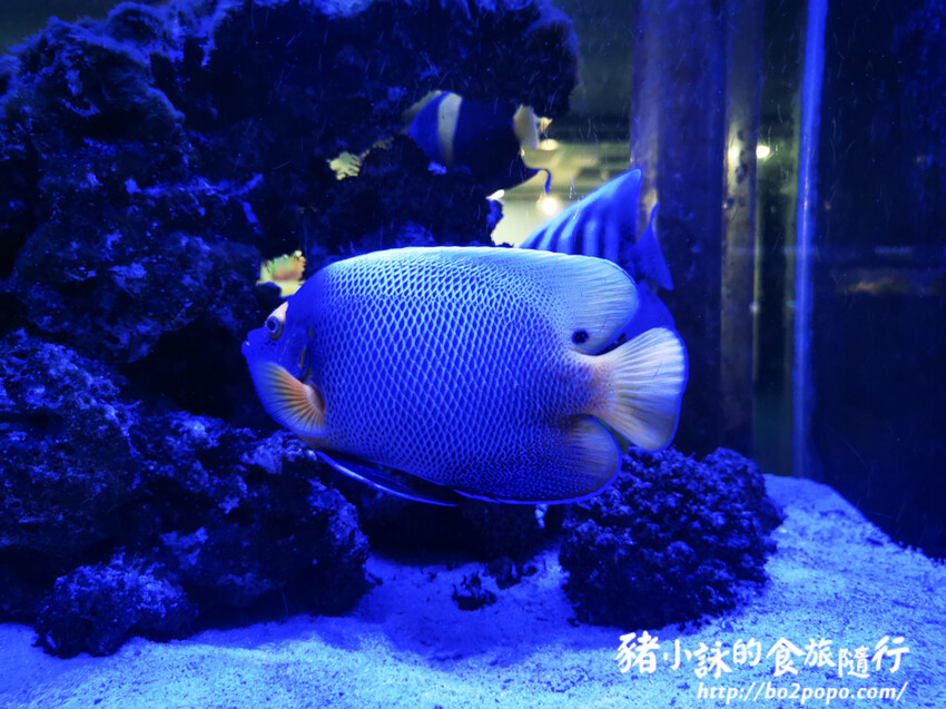 屏東。長治》農業生物科技園區觀賞水族展示廳。觀賞魚集大成
