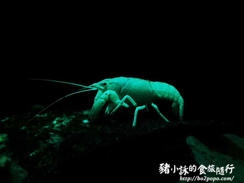 屏東。長治》農業生物科技園區觀賞水族展示廳。觀賞魚集大成