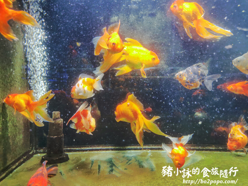 屏東。長治》農業生物科技園區觀賞水族展示廳。觀賞魚集大成