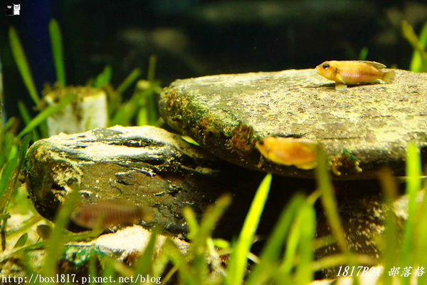 【屏東。長治】農業生物科技園區。觀賞水族展示廳。宛如置身水底世界。感受與上百種珍稀魚蝦美麗的身影共舞