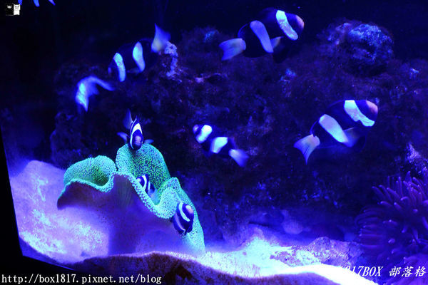 【屏東。長治】農業生物科技園區。觀賞水族展示廳。宛如置身水底世界。感受與上百種珍稀魚蝦美麗的身影共舞