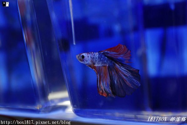 【屏東。長治】農業生物科技園區。觀賞水族展示廳。宛如置身水底世界。感受與上百種珍稀魚蝦美麗的身影共舞