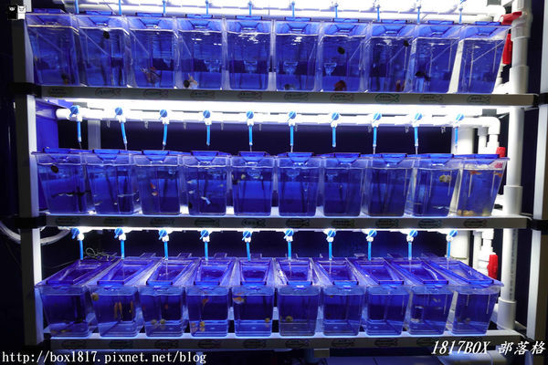 【屏東。長治】農業生物科技園區。觀賞水族展示廳。宛如置身水底世界。感受與上百種珍稀魚蝦美麗的身影共舞