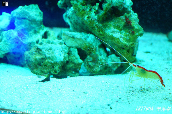 【屏東。長治】農業生物科技園區。觀賞水族展示廳。宛如置身水底世界。感受與上百種珍稀魚蝦美麗的身影共舞