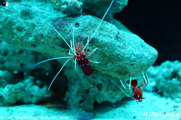 【屏東。長治】農業生物科技園區。觀賞水族展示廳。宛如置身水底世界。感受與上百種珍稀魚蝦美麗的身影共舞
