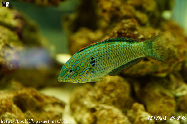 【屏東。長治】農業生物科技園區。觀賞水族展示廳。宛如置身水底世界。感受與上百種珍稀魚蝦美麗的身影共舞