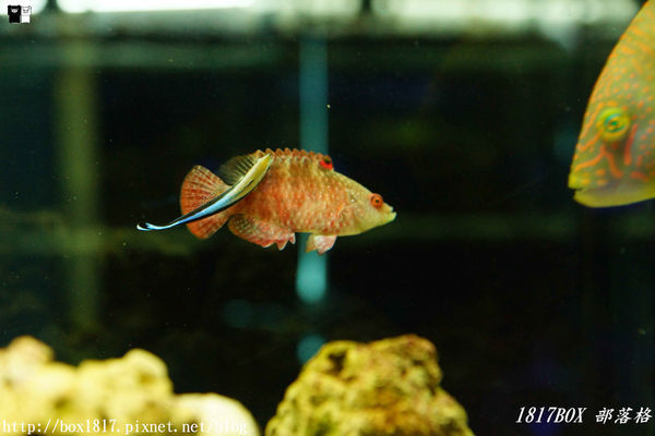 【屏東。長治】農業生物科技園區。觀賞水族展示廳。宛如置身水底世界。感受與上百種珍稀魚蝦美麗的身影共舞