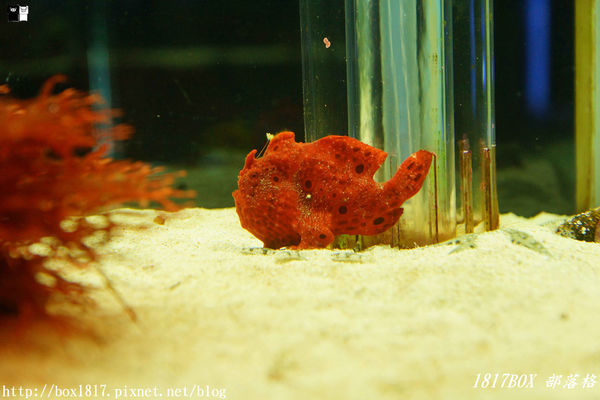 【屏東。長治】農業生物科技園區。觀賞水族展示廳。宛如置身水底世界。感受與上百種珍稀魚蝦美麗的身影共舞