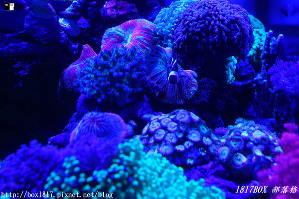 【屏東。長治】農業生物科技園區。觀賞水族展示廳。宛如置身水底世界。感受與上百種珍稀魚蝦美麗的身影共舞