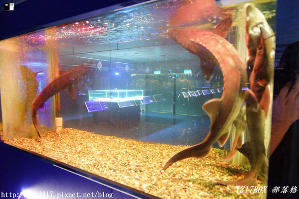 【屏東。長治】農業生物科技園區。觀賞水族展示廳。宛如置身水底世界。感受與上百種珍稀魚蝦美麗的身影共舞