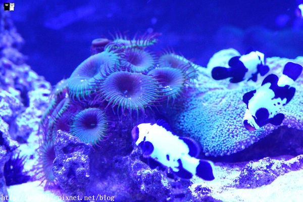 【屏東。長治】農業生物科技園區。觀賞水族展示廳。宛如置身水底世界。感受與上百種珍稀魚蝦美麗的身影共舞