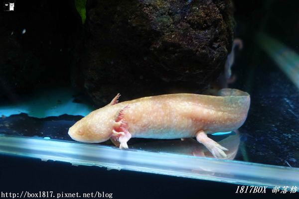 【屏東。長治】農業生物科技園區。觀賞水族展示廳。宛如置身水底世界。感受與上百種珍稀魚蝦美麗的身影共舞