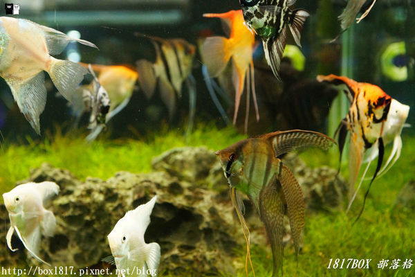 【屏東。長治】農業生物科技園區。觀賞水族展示廳。宛如置身水底世界。感受與上百種珍稀魚蝦美麗的身影共舞