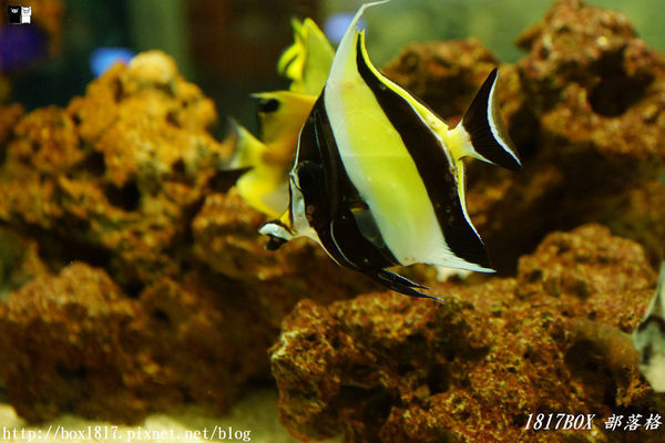 【屏東。長治】農業生物科技園區。觀賞水族展示廳。宛如置身水底世界。感受與上百種珍稀魚蝦美麗的身影共舞