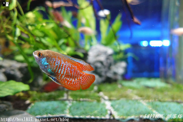 【屏東。長治】農業生物科技園區。觀賞水族展示廳。宛如置身水底世界。感受與上百種珍稀魚蝦美麗的身影共舞