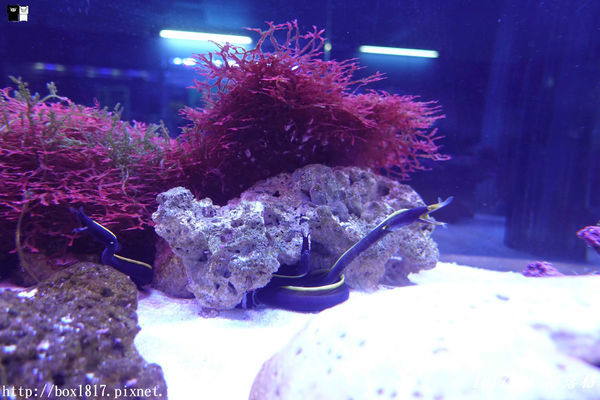 【屏東。長治】農業生物科技園區。觀賞水族展示廳。宛如置身水底世界。感受與上百種珍稀魚蝦美麗的身影共舞