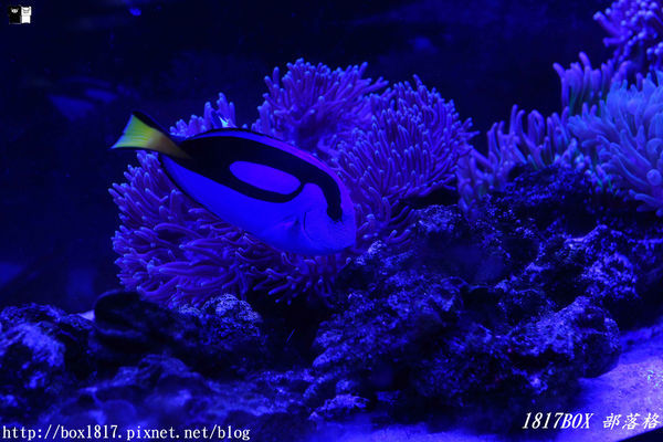 【屏東。長治】農業生物科技園區。觀賞水族展示廳。宛如置身水底世界。感受與上百種珍稀魚蝦美麗的身影共舞