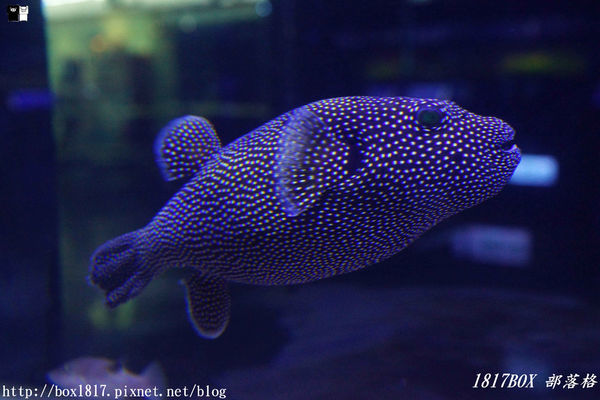 【屏東。長治】農業生物科技園區。觀賞水族展示廳。宛如置身水底世界。感受與上百種珍稀魚蝦美麗的身影共舞