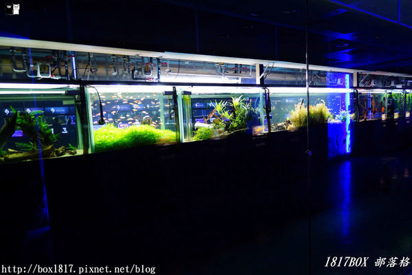 【屏東。長治】農業生物科技園區。觀賞水族展示廳。宛如置身水底世界。感受與上百種珍稀魚蝦美麗的身影共舞