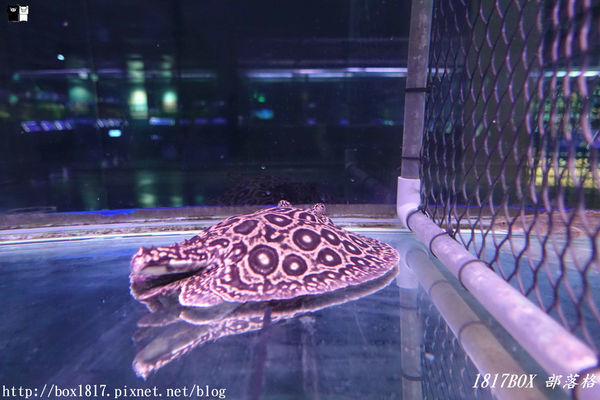 【屏東。長治】農業生物科技園區。觀賞水族展示廳。宛如置身水底世界。感受與上百種珍稀魚蝦美麗的身影共舞